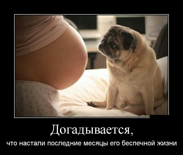 Догадывается ЧТО настали последние месяцы его беспечной ЖИЗНИ
