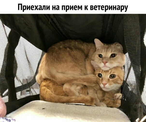 Приехали на прием к ветеринару