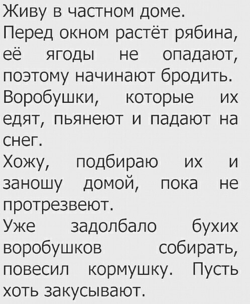 Живу в частном доме Перед окном растёт рябина её ягоды не опадают поэтому начинают бродить Воробушки которые их едят пьянеют и падают на снег Хожу подбираю их и заношу домой пока не протрезвеют Уже задолбало бухих воробушков собирать повесил кормушку Пусть хоть закусывают