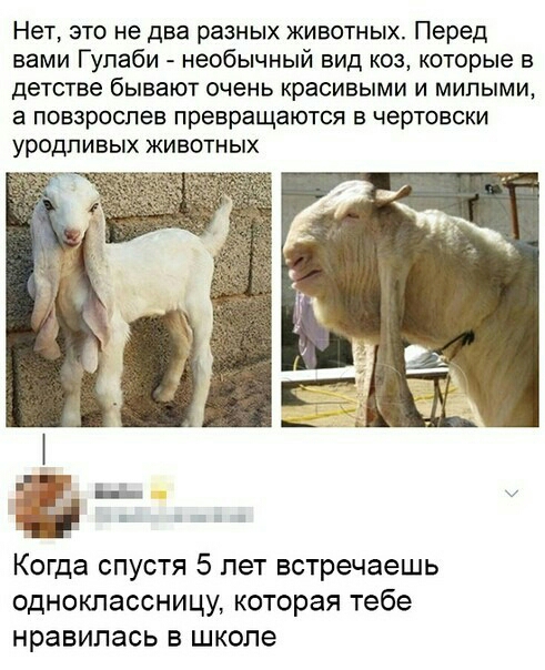 Нет это не два разных животных Перед вами Гупаби необычный вид коз которые в детстве бывают очень красивыми и милыми а повзроспев превращаются в чертовски уродливых ЖИВОТНЫХ а Когда спустя 5 лет встречаешь одноклассницу которая тебе нравилась в школе