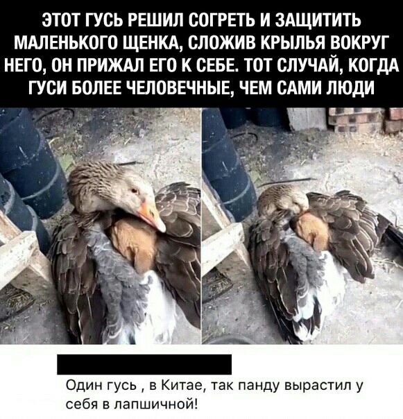 ЭТОТ ГУОЬ РЕШИЛ ООГРЕТЬ И ЗАЩИТИТЬ МАЛЕНЬКОГО ЩЕНКА ОЛОЖИВ КРЫЛЬЯ ВОКРУГ НЕГО ОН ПРИЖАЛ ЕГО К СЕБЕ ТОТ СЛУЧАИ КОГДА ГУОИ БОЛЕЕ ЧЕЛОВЕЧНЫЕ ЧЕМ САМИ ЛЮДИ Один гусь в Китае так панду вырастил у себя в папшичной