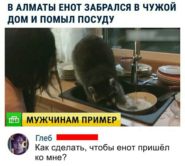 В АЛМАТЫ ЕНОТ ЗАБРАЛСЯ В ЧУЖОЙ ДОМ И ПОМЫЛ ПОСУДУ г Как сделать чтобы енот пришёл ко мне