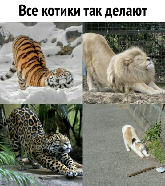 Все КОТИКИ ТЗК делают