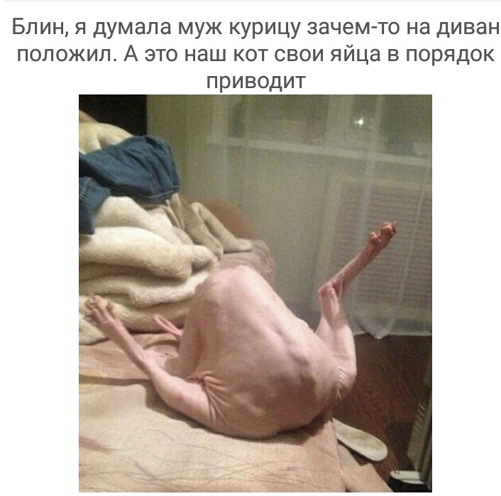 Блин я думала муж курицу зачемто на диван положил А это наш кот свои яйца в порядок приводит