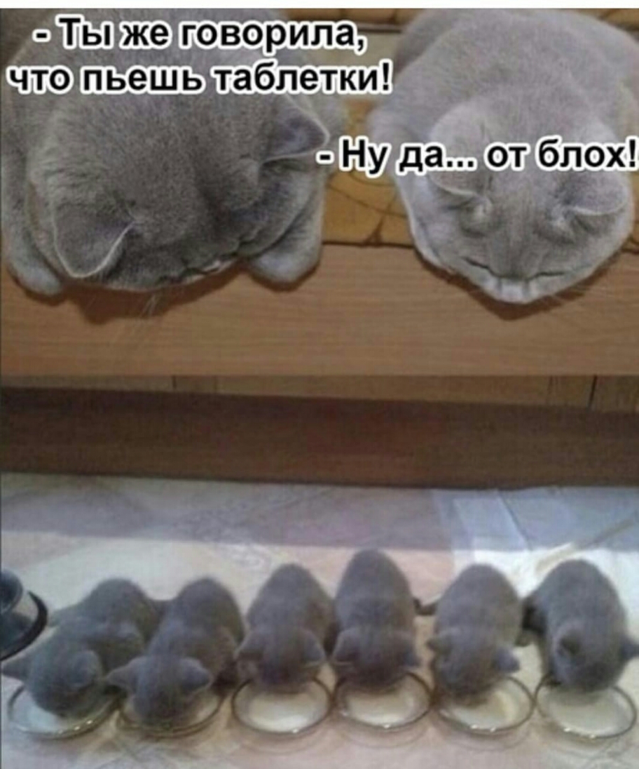 ФШП же оворила пьешьтаблетки а д ЪНу дачт б_л9х