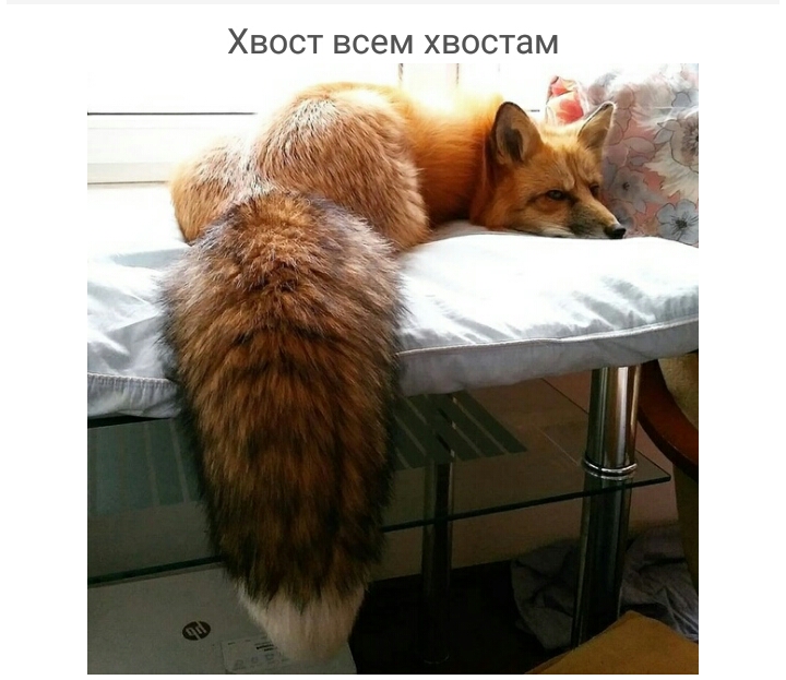 ХВОСТ ВСЕМ хвостам