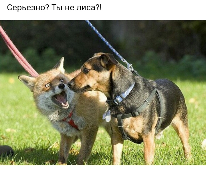 Серьезно Ты не лиса