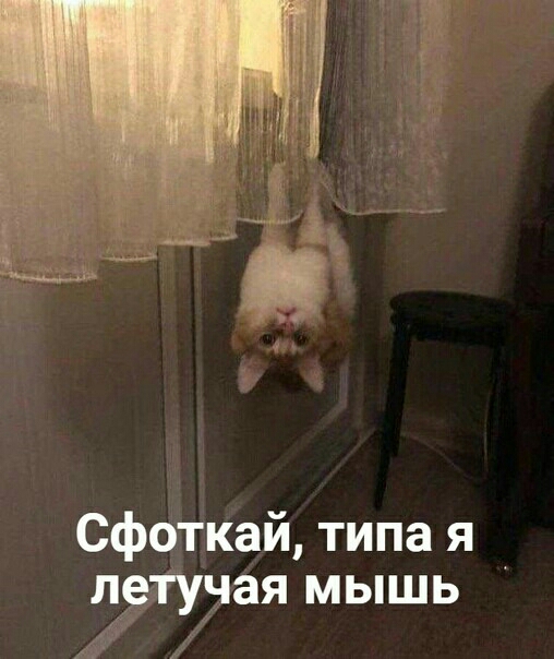 Сфбткай типа я упрда мышь