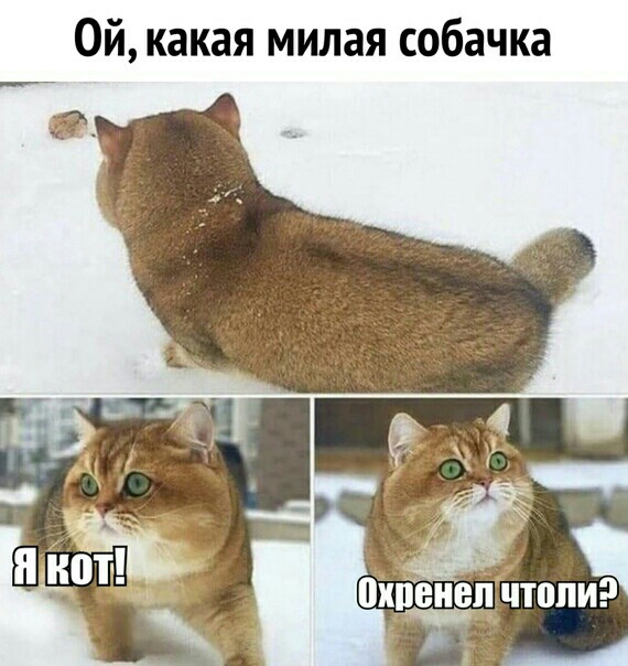 Ой какая милая собачка