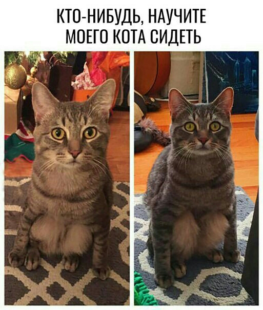 КТОНИБУДЬ НАУЧИТЕ МОЕГО КОТА СИДЕТЬ