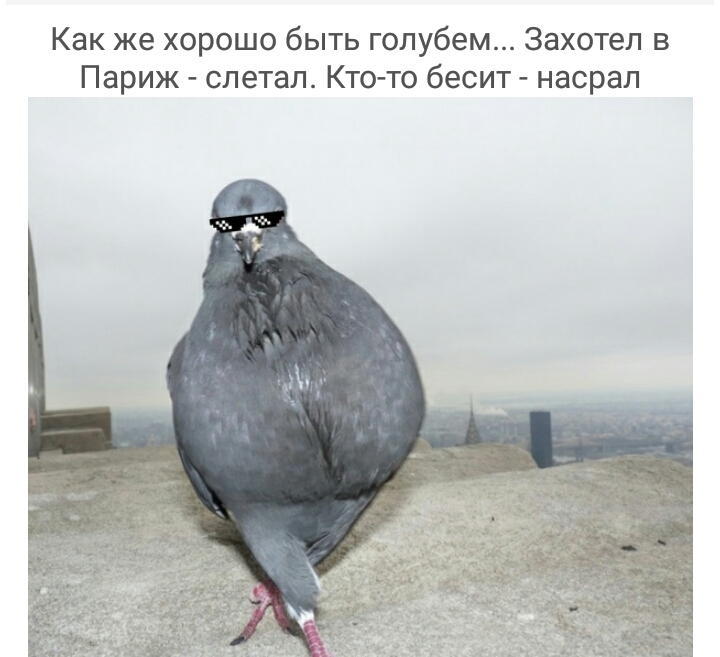 Как же хорошо быть голубем Захотел в Париж слетал Ктото бесит насрал