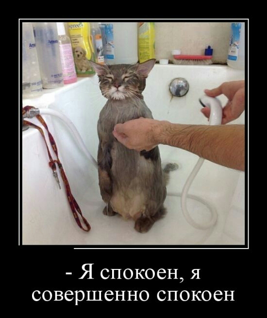 Я спокоен я совершенно спокоен