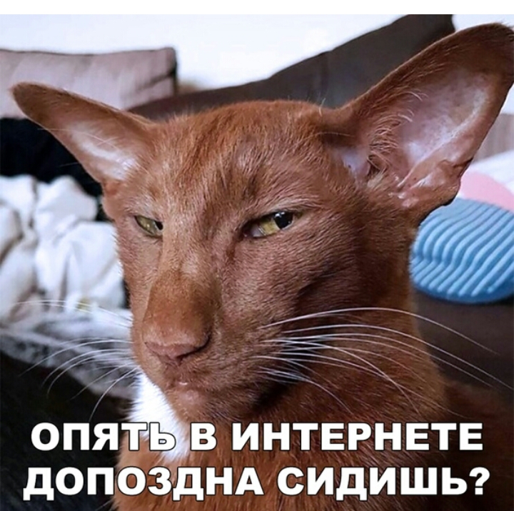 опя3гьв ИНТЕРНЕТЕ допбздНА сидишы