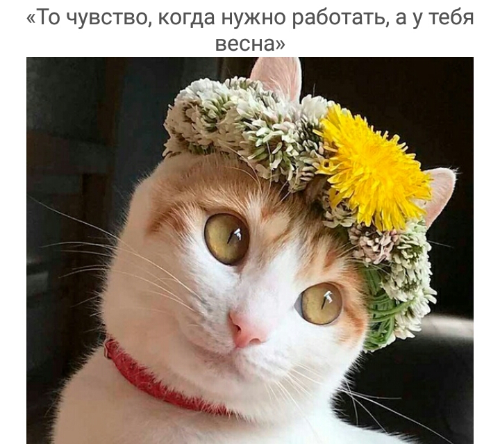 То чувство когда нужно работать а у тебя весна