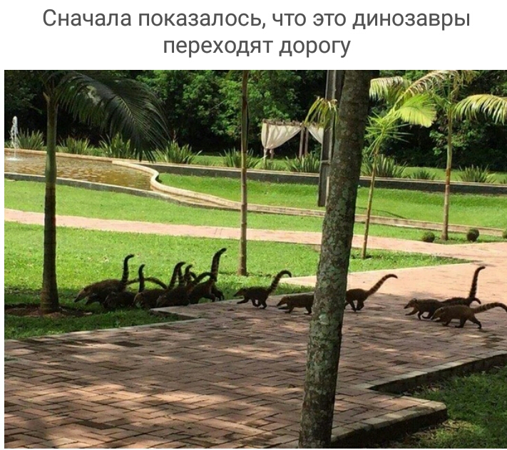 СНЭЧЭЛЭ ПОКЭЗЭЛОСЬ ЧТО ЭТО ДИНОЗЭВРЫ ПЕРЕХОДЯТ ДОРОГУ