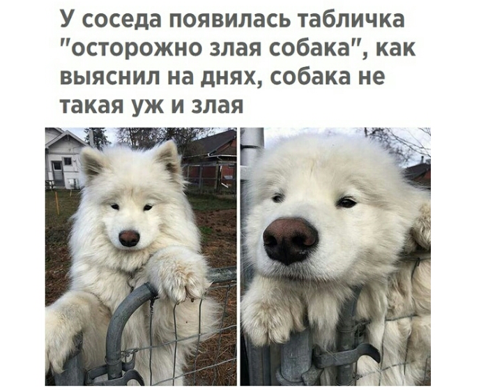 У соседа появилась табличка осторожно злая собака как выяснил на днях собака не такая уж и злая