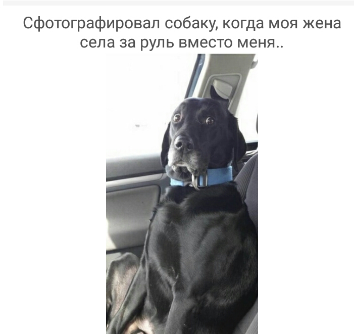 сфотографировал собаку когда моя жена села за руль вместо меня