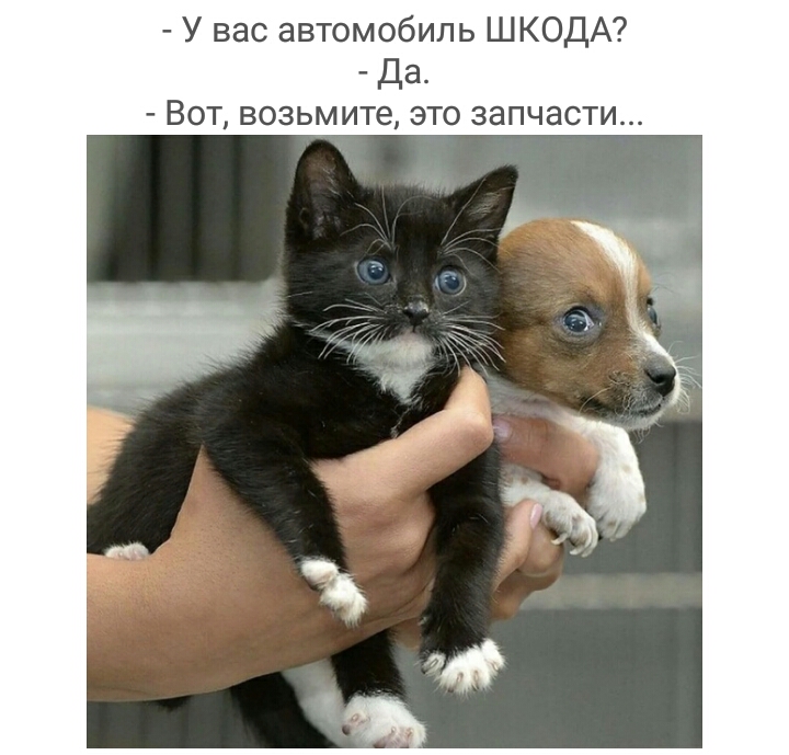 У вас автомобиль ШКОДА Да _ ВОТ возьмите ЭТО ЗЭПЧЭСТИ