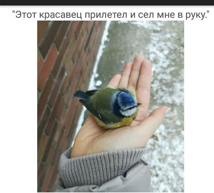Этот красавец прилетел сел мне в руку