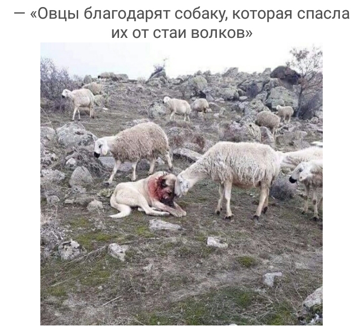Овцы благодарят собаку которая спасла их от стаи волков