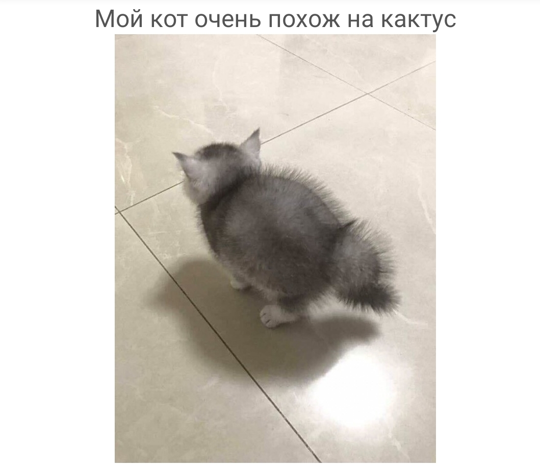 Мой кот очень похож на кактус