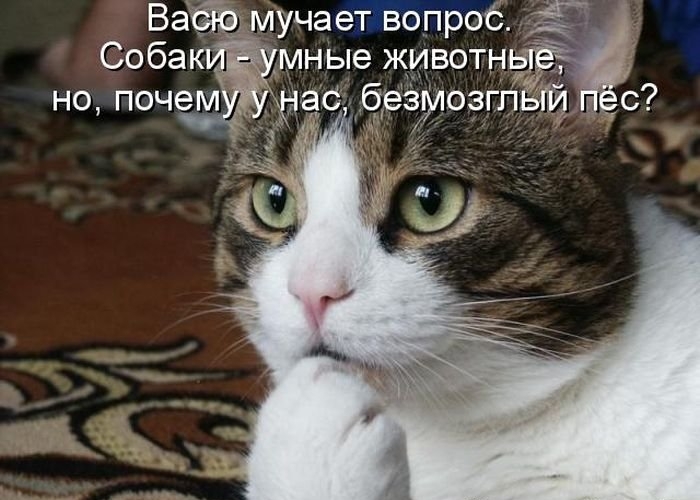 Ва мучает вопроб Собак мные ЖИВТНЬ 4 но почем
