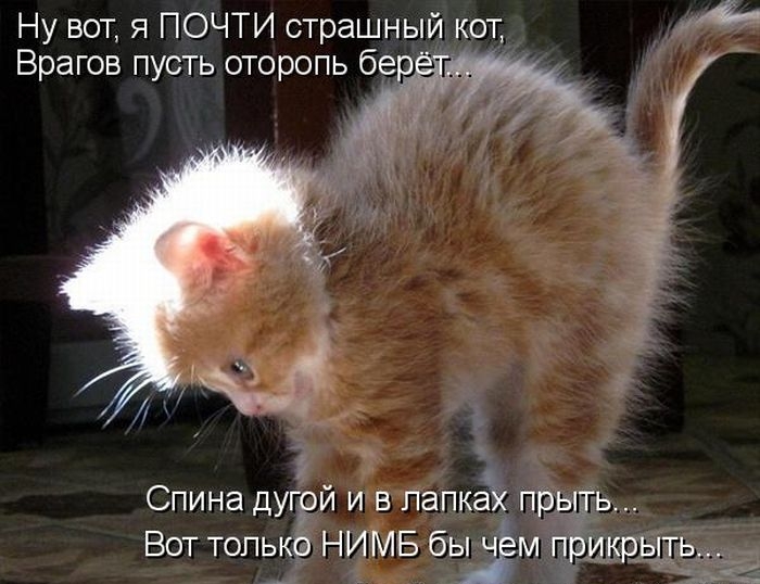 Ну вот я ПОЧТИ страшный кот Врагов пусть оторопь бер Спина дугой и в папкай прыдгь Вот только НИМБ бьЁм прикрыть