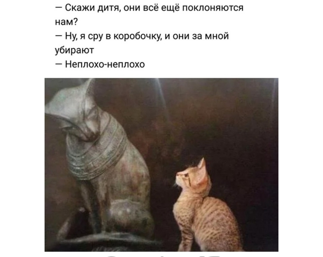 Скажи дитя они всё ещё поклоняются нам Ну я сру в коробочку и они за мной убирают Неплохо неплохо