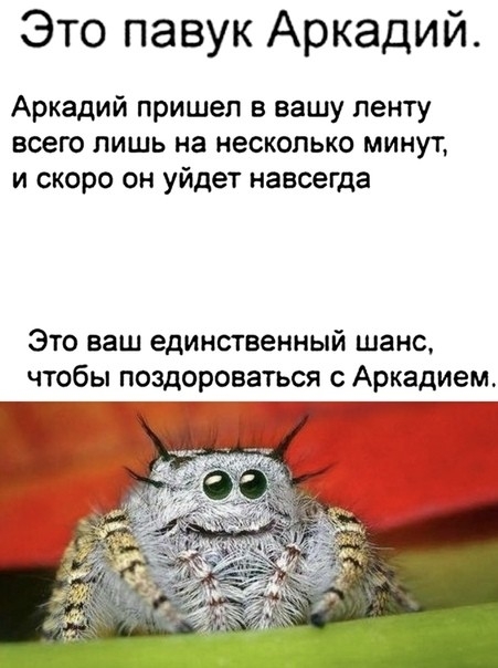 Это павук Аркадий Аркадий пришел в вашу ленту всего лишь на несколько минут и скоро он уйдет навсегда Это ваш единственный шанс чтобы поздороваться с Аркадием