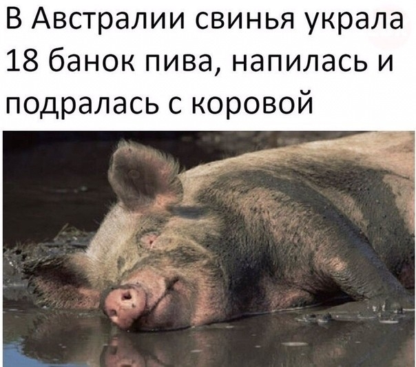 В Австралии свинья украла 18 банок пива напилась и подралась с коровой