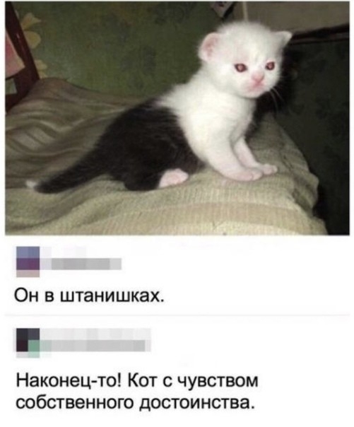 Он в штанишках Наконец то Кот с чувством собственного достоинства