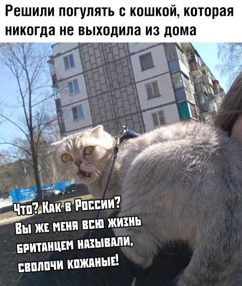 Решили по ГУлять с кошко никогд и которая _ _ Ее _ Чтпъкиквііпппии Вы же меня всю жизнь Британцам нмывппи впппчи кпжпныв