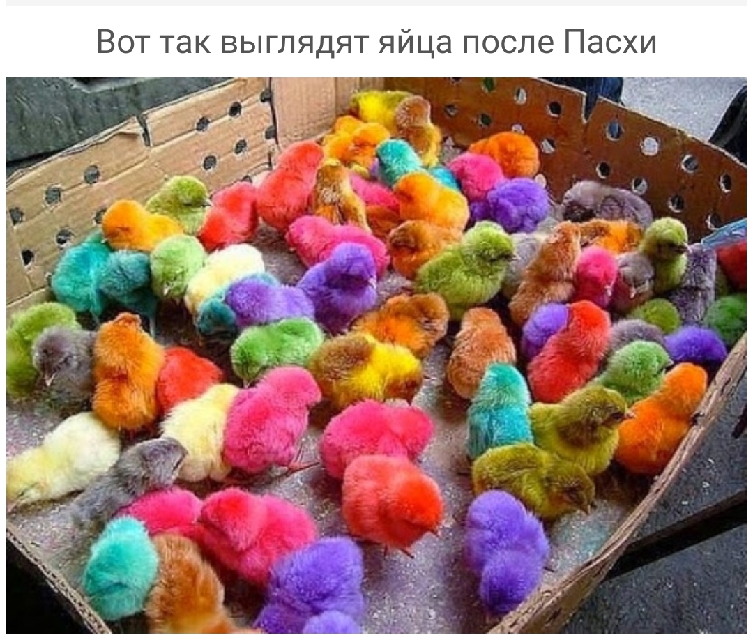 Вот так выглядят яйца после Пасхи