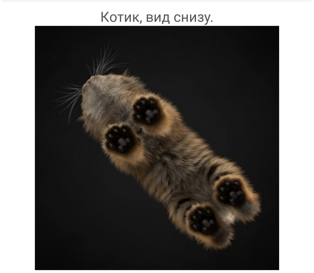 Котик вид снизу