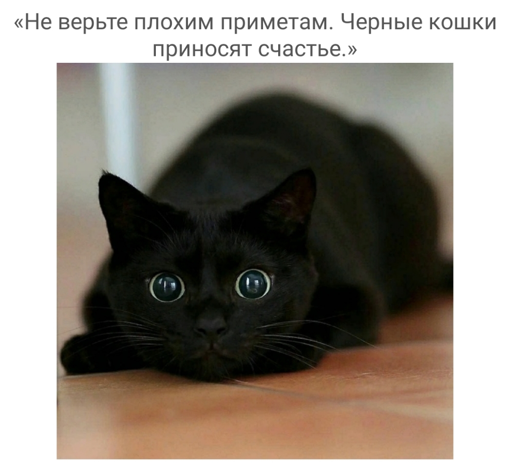 Не верьте ПЛОХИМ ПРИМЭТЗМ Черные КОШКИ ПРИНОСЯТ счастье