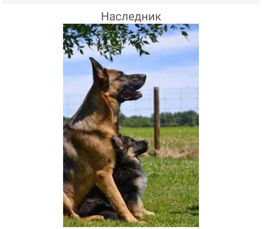 Наследник