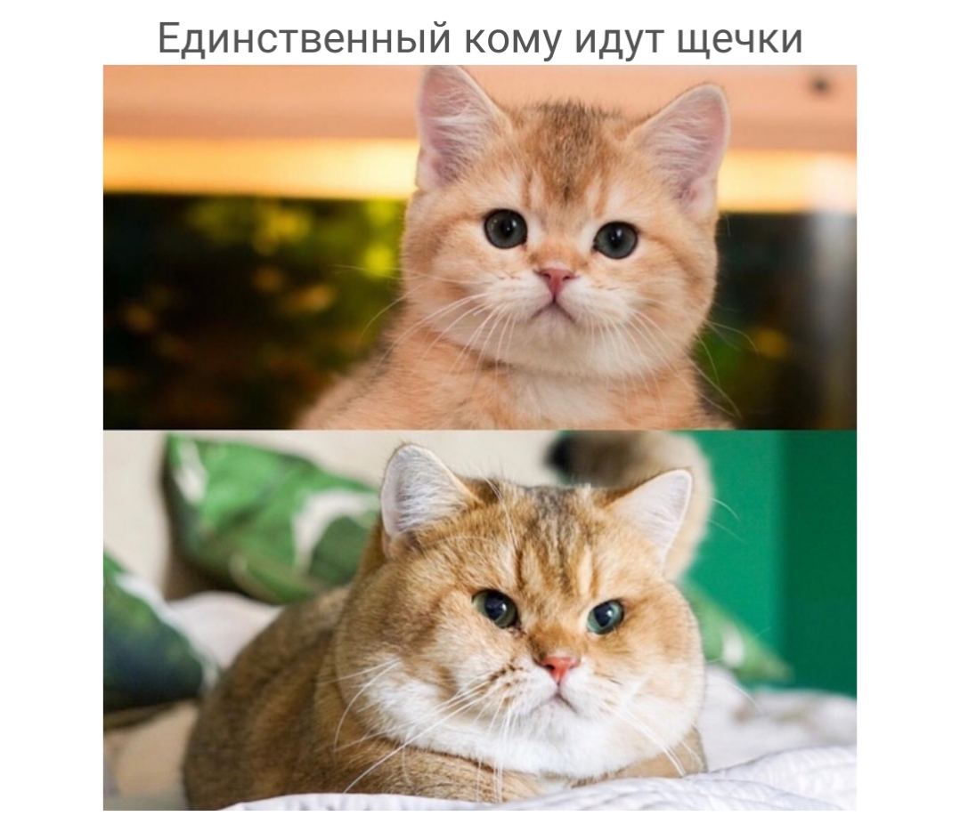Единственный кому идут щечки ті