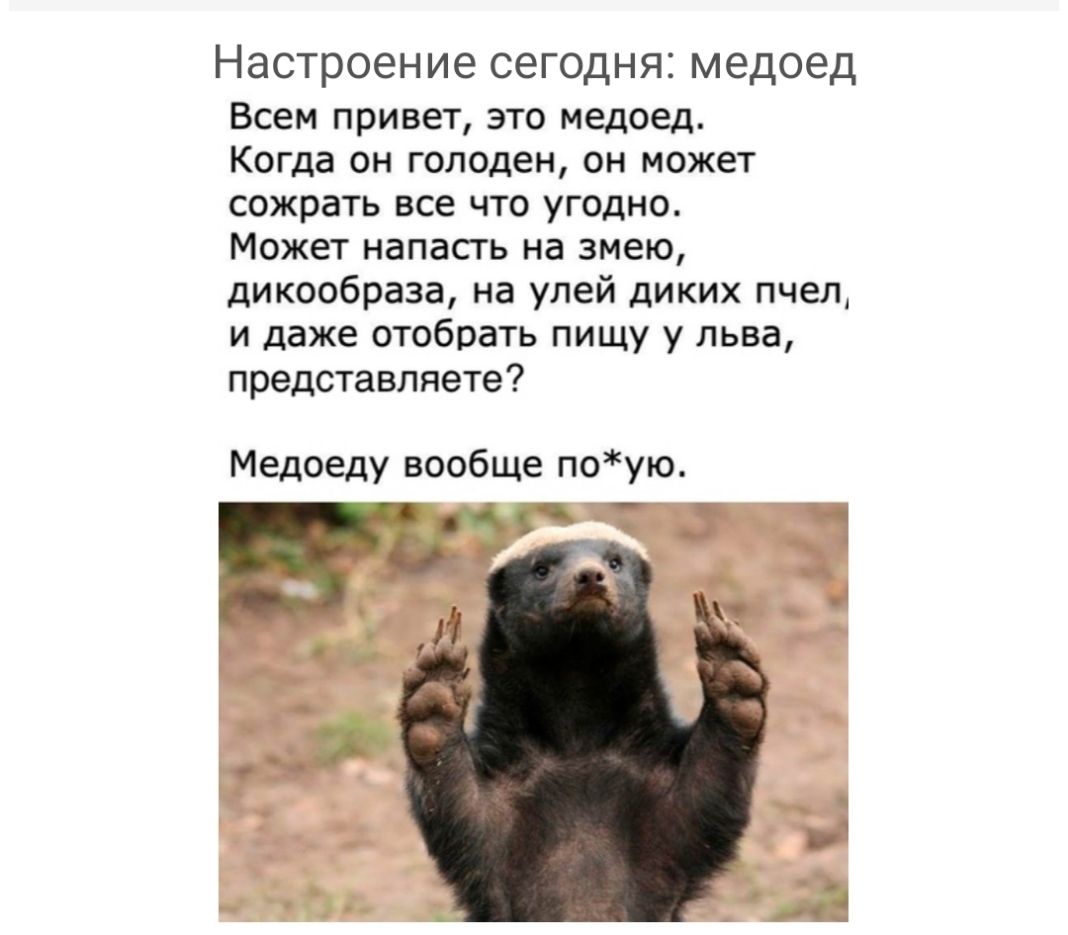 Настроение сегодня медоед Всем привет это медоед Когда он голоден он может сожрать все что угодно Может напасгь на змею дикообраза на улей диких пчел и даже отобрать пищу у льва представляете Медоеду вообще поую Зі