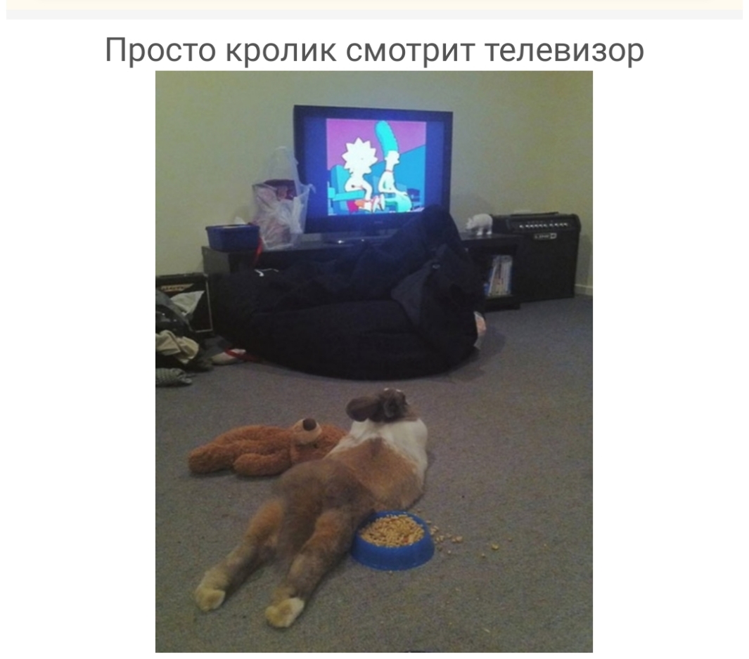 Просто кролик смотрит телевизор