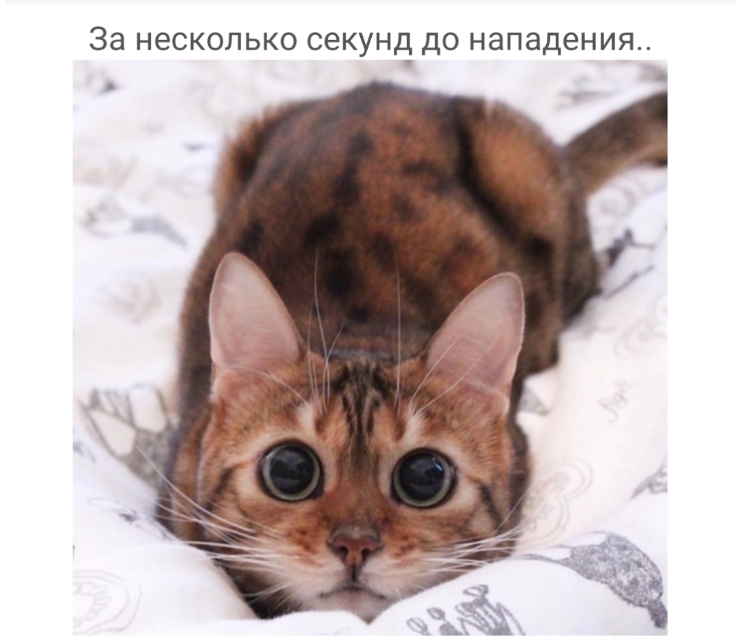 За несколько секунд до нападения