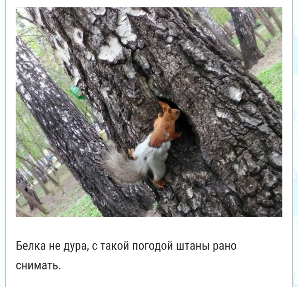 Белка не дура с такой погодой штаны рано СНИМЭТЬ