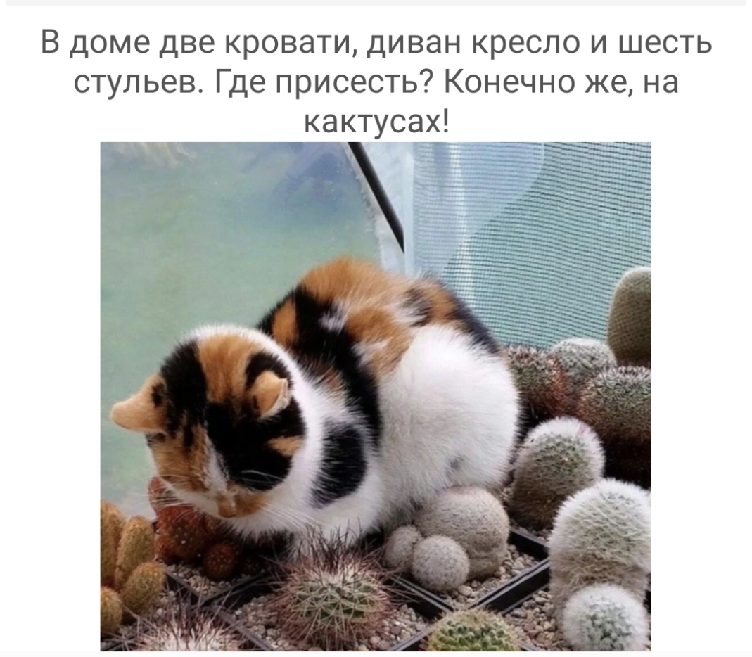 В доме две кровати диван кресло и шесть стульев Где присесть Конечно же на кактусах