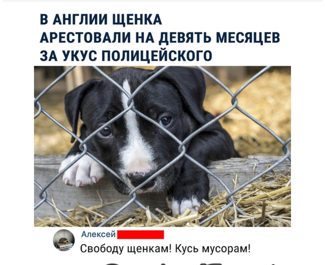 в Англии ЩЕНКА АРЕСТОВАЛИ НА девять месяцев 3А укус полицейского У Алексей Свободу щенкам Кусь мусорам