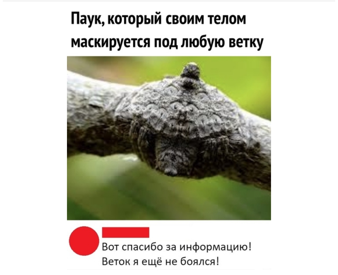 Паук который своим телом маскируется под любуіо ветку Вот спасибо за информацию Веток я ещё не боялся