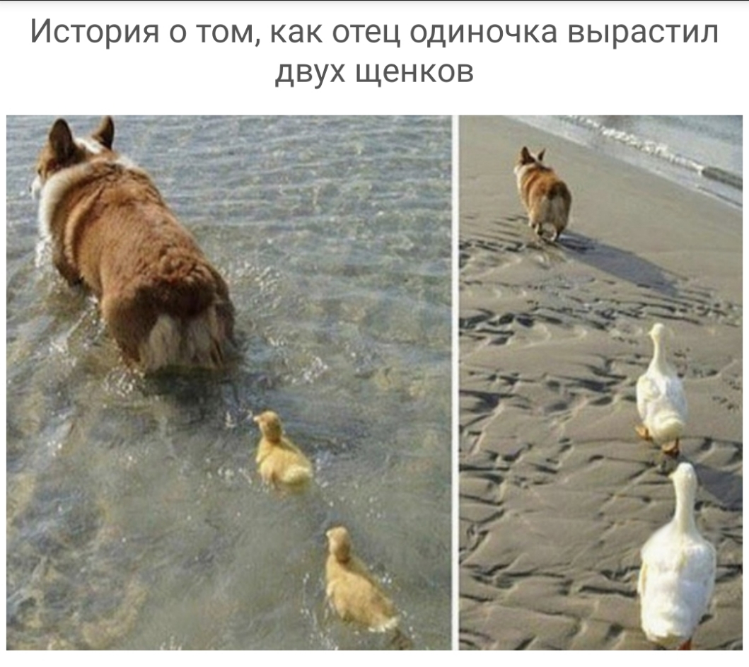 История о том как отец одиночка вырастил двух щенков