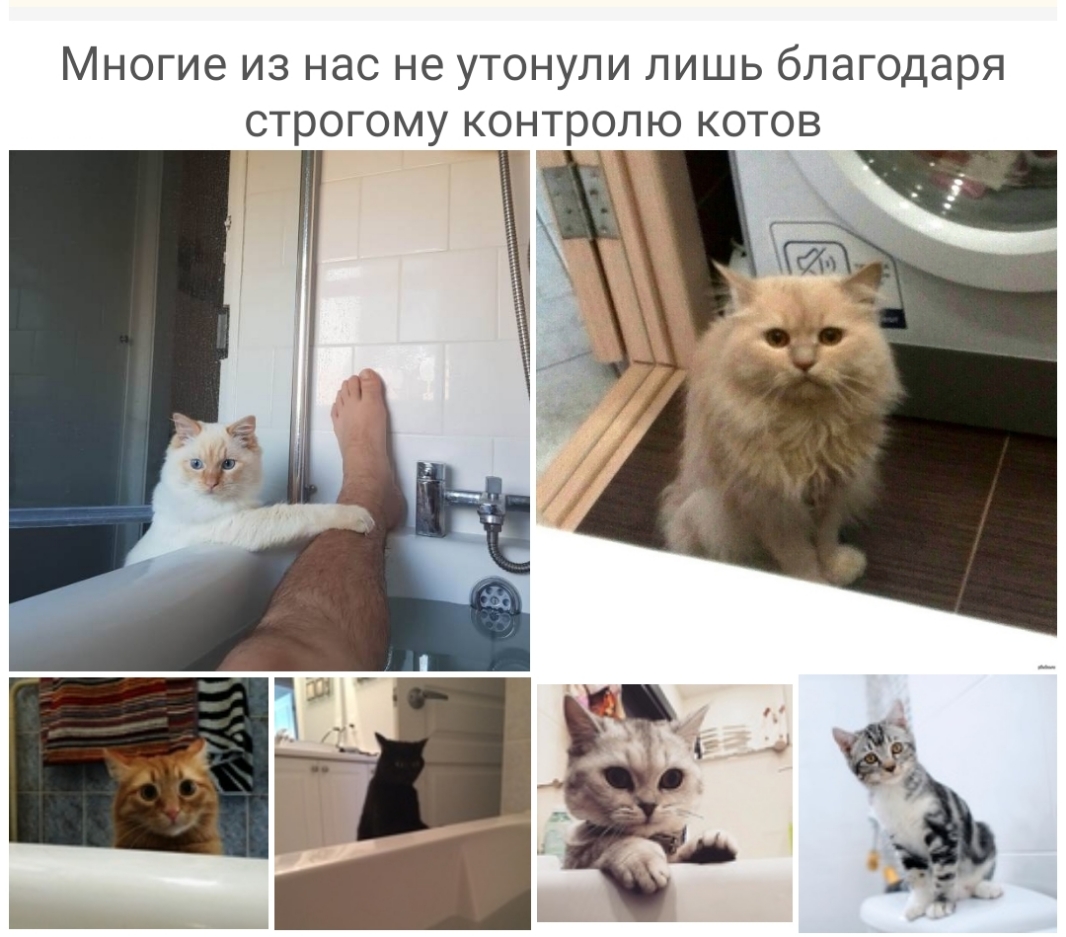 Многие из нас не утонули лишь благодаря _строгому контролю котов