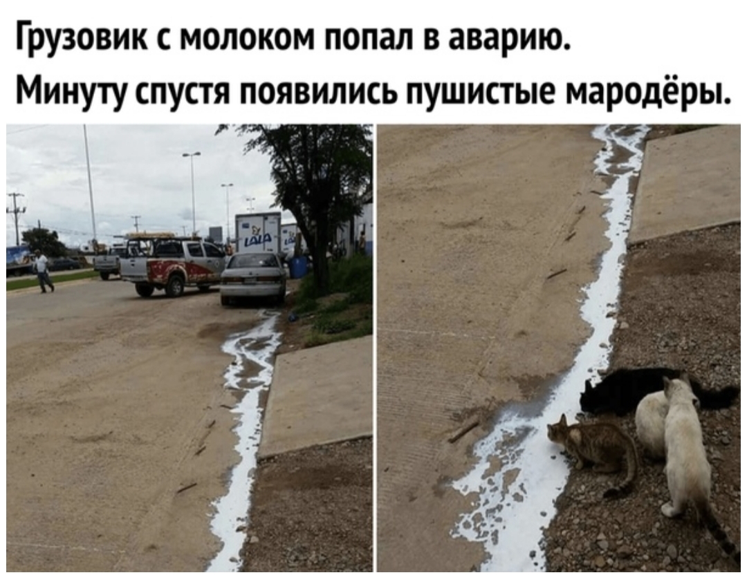 Грузовик с молоком попал в аварию Минуту спустя появились пушистые мародёры
