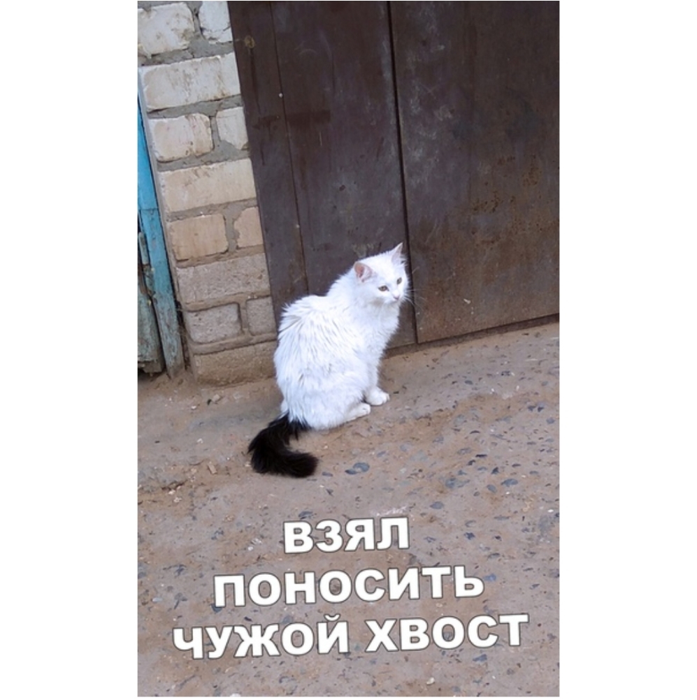 эвзял посолить ЧУЖОЙ ХВОСТ