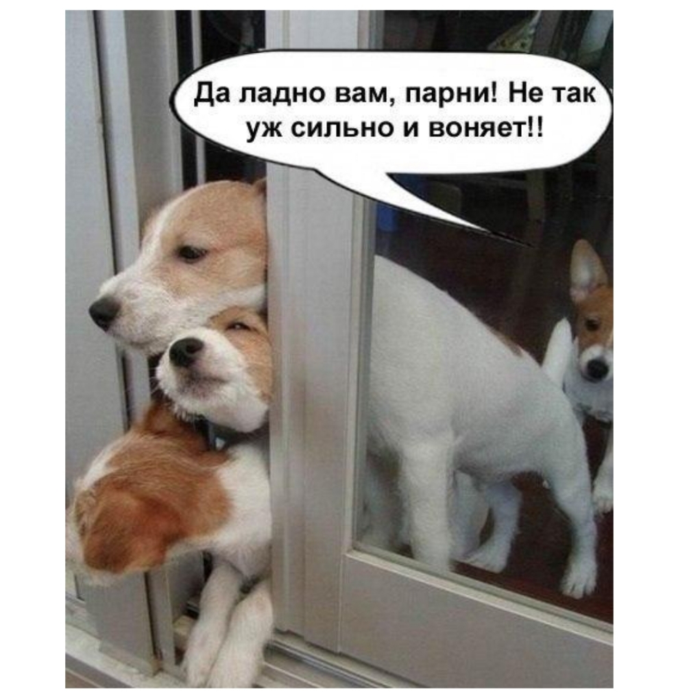 Да ладно вам парни Не так уж сильно и воняет