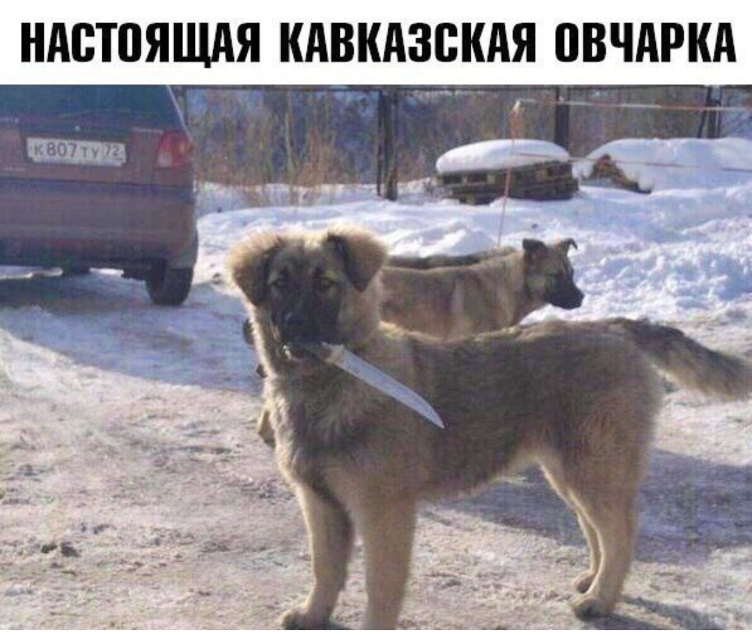 НАБТПЯЩАЯ КАВКАЗВКАЯ ПВЧАРКА